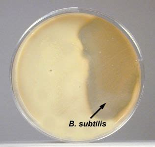 casein hydrolysis test|8.3: Protein Hydrolysis w. Procedures and Results.